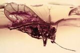 Detailed Fossil Jumping Plant Lice (Psyllidae) in Baltic Amber #362665-1